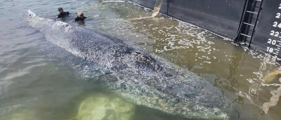 Continúan trasladando la ballena jorobada que quedó varada en Alemania
