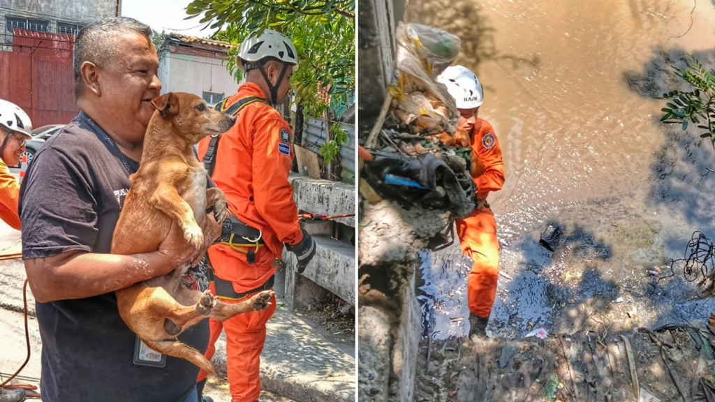 Héroes sin capa: Bomberos rescatan un perrito que cayó en una quebrada en la capital