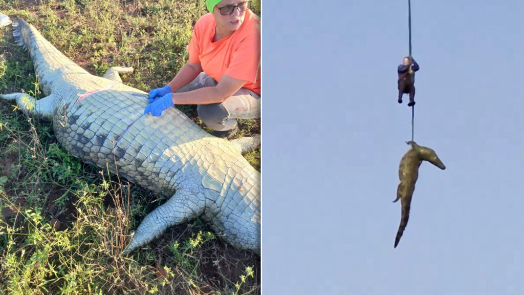 Trasladan en helicóptero a cocodrilo que devoró a varias personas en Sudáfrica