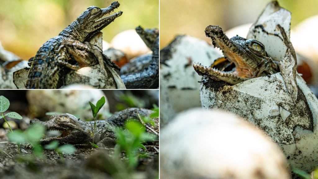 Nacen cocodrilos americanos dentro de Áreas Naturales Protegidas de El Salvador