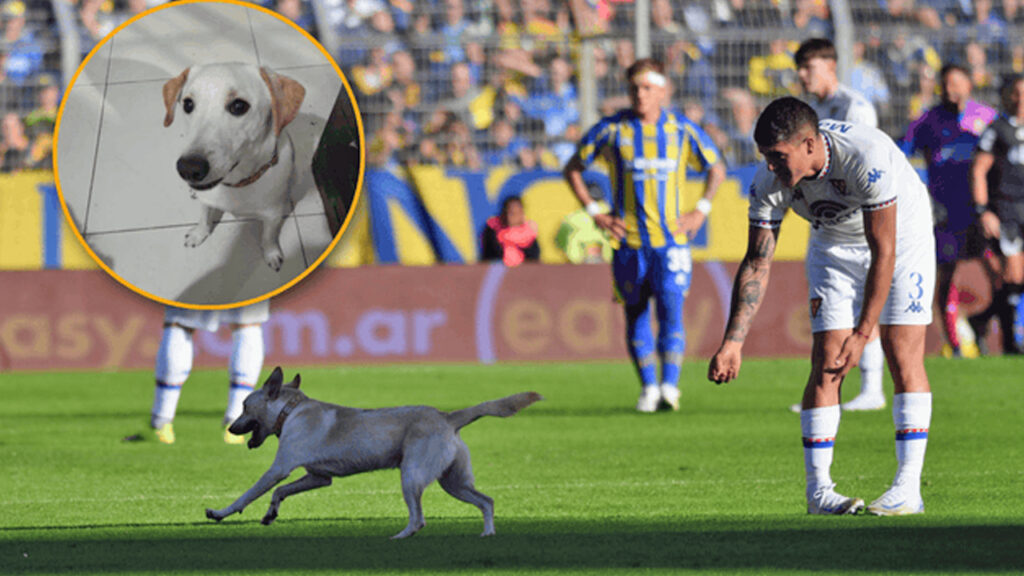La historia de Coco, el perrito que irrumpió en un partido de la Liga Argentina