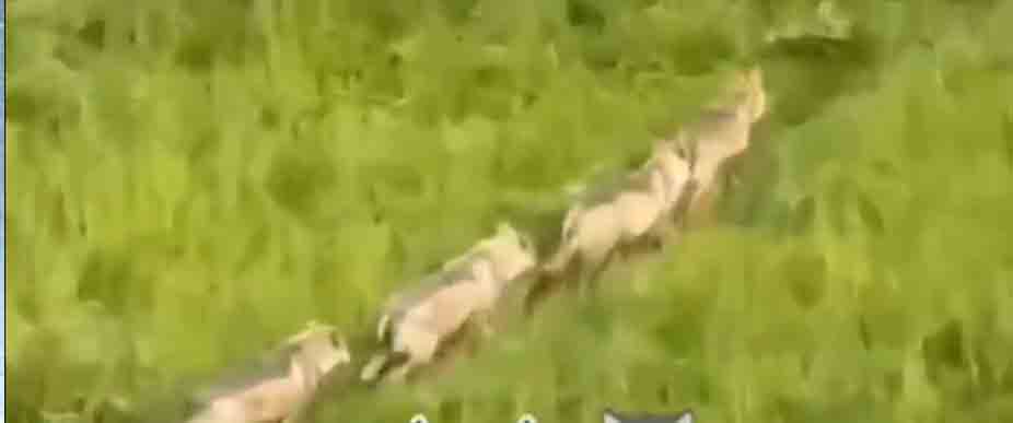 Captan manada de coyotes en Ilobasco