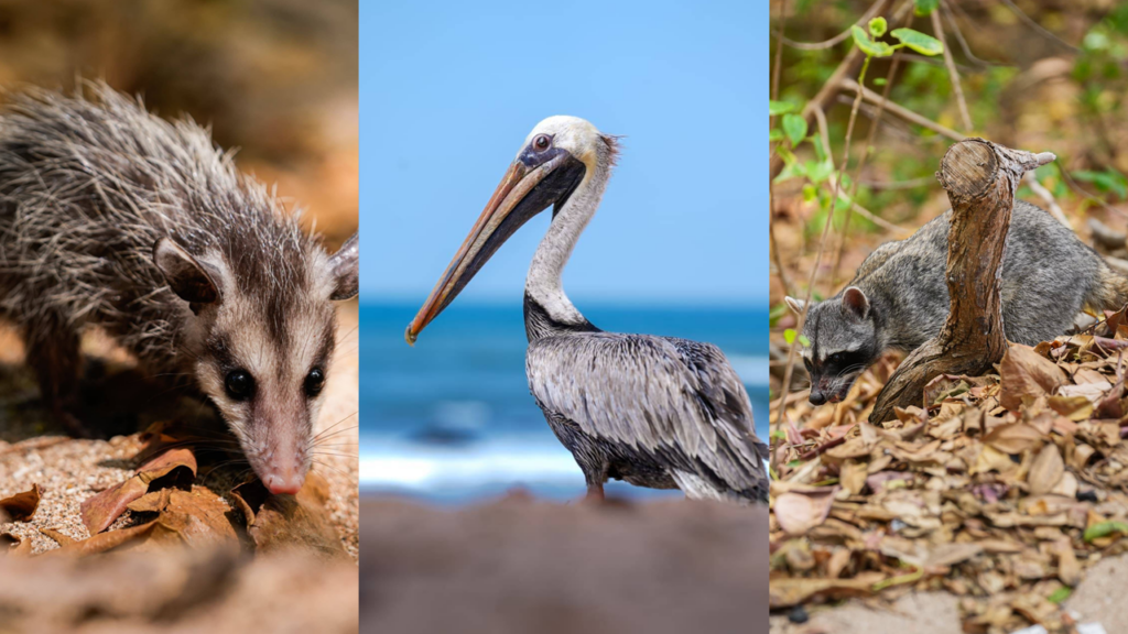 Distintas especies son devueltas a su hábitat natural tras completar su proceso de recuperación