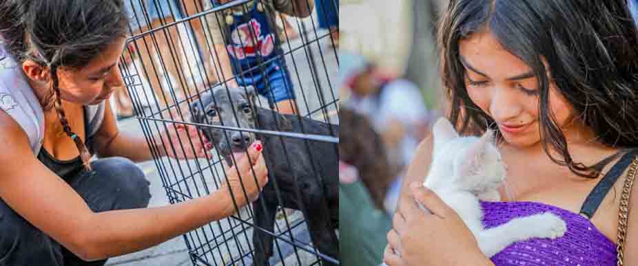 Realizan jornada de adopción de perritos y gatitos en el Centro Histórico de San Salvador