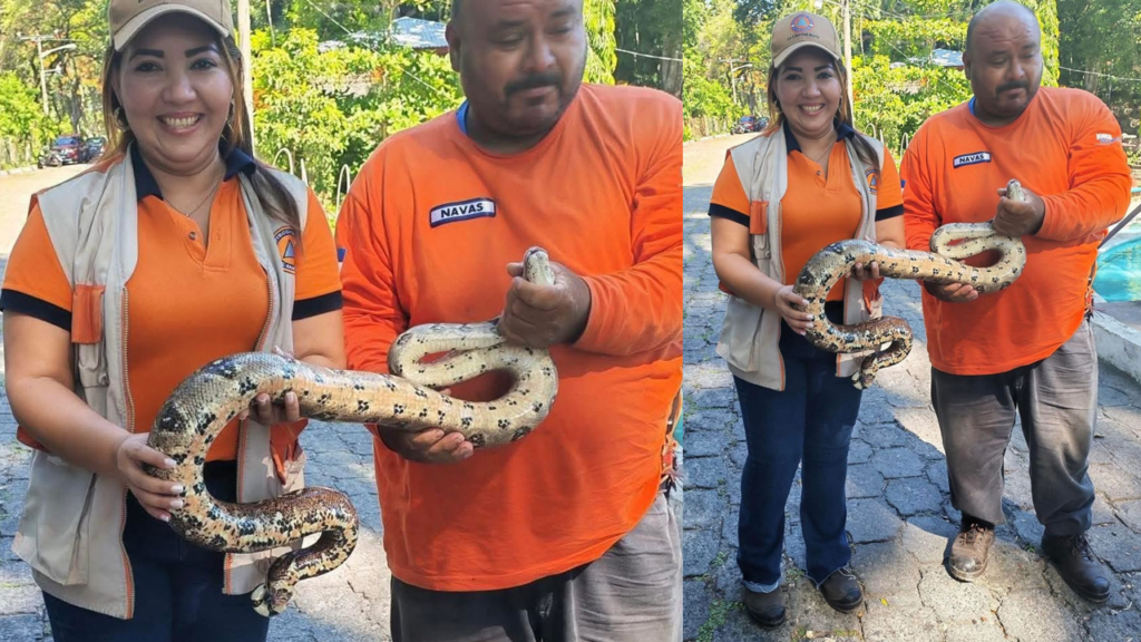 Tremenda culebra sorprende a turistas de la Toma de Quezaltepeque