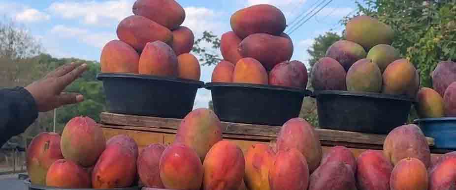Usulutecos venden el huacal de mangos a $15