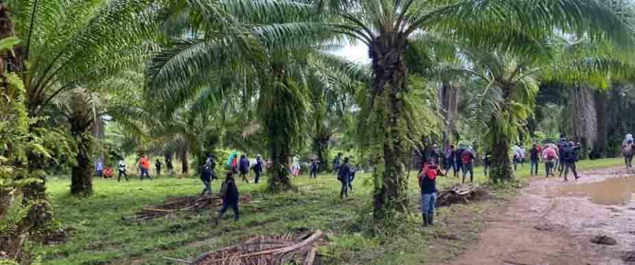 Sube a 17 las personas que han perdido la vida en finca de palma africana en Colón, Honduras