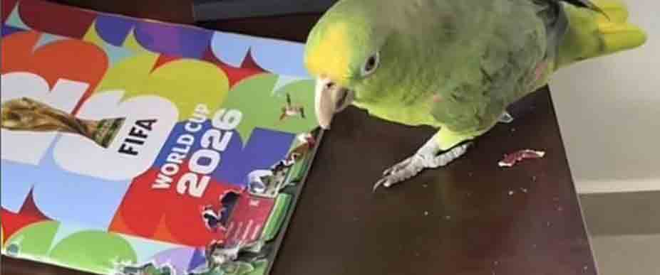 Perico hace la maldad y arruina álbum mundialista