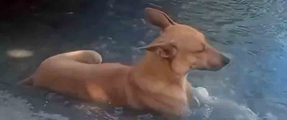 Captan a perrito en la calle quitándose «el calor»