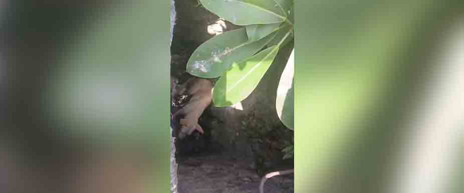 Reportan ayuda para perrito que cayó en tragante