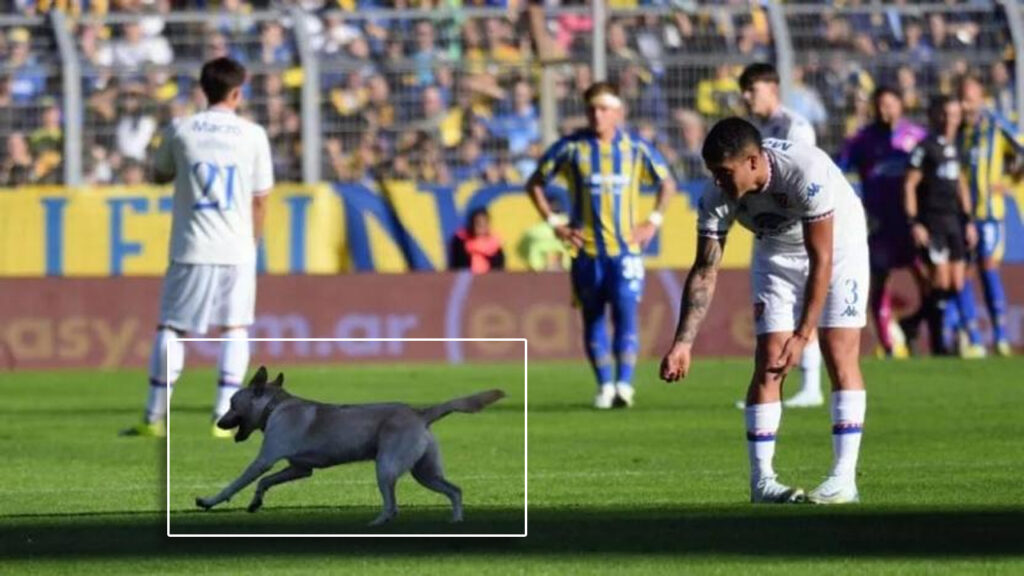 Perrito interrumpe un partido de fútbol y gambetea a todos los jugadores en Argentina