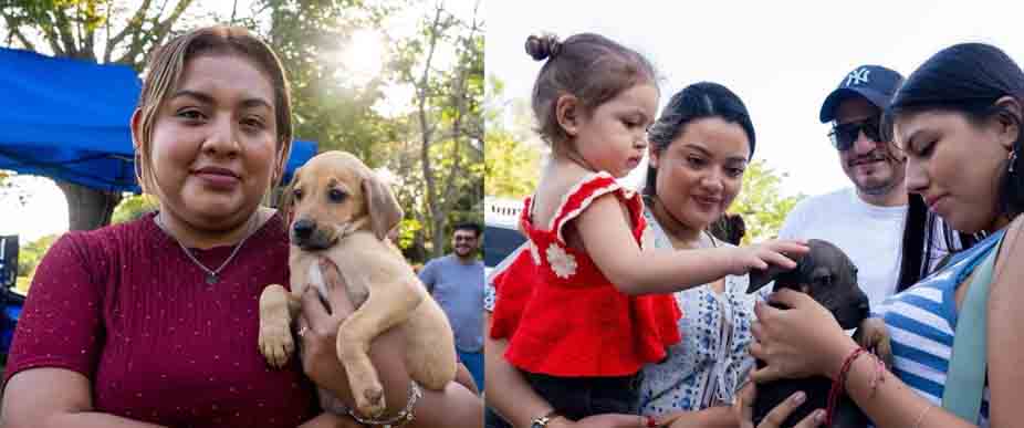 Perritos que vivían en las calles y fueron salvados: ahora tienen un nuevo hogar