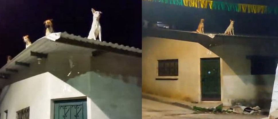Se viraliza fotos de perros guardianes en el techo de una vivienda