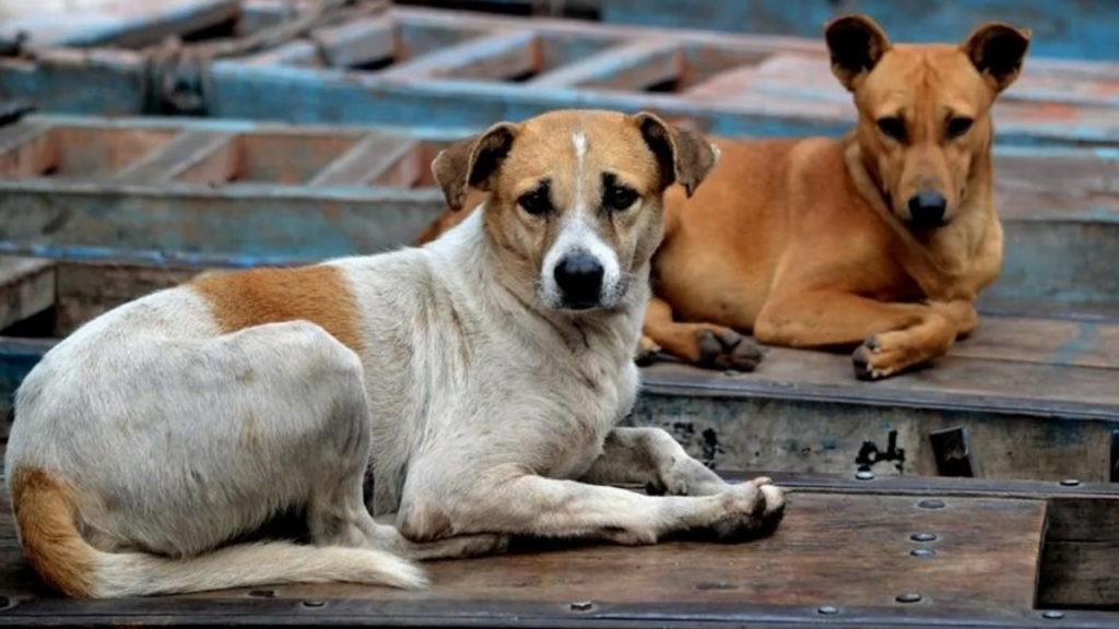 India aprueba aplicar eutanasia a perros callejeros con comportamiento agresivo