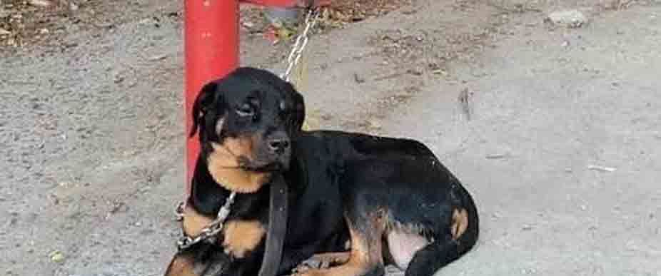 Abandonan a perrito en parada de buses en San Marcos