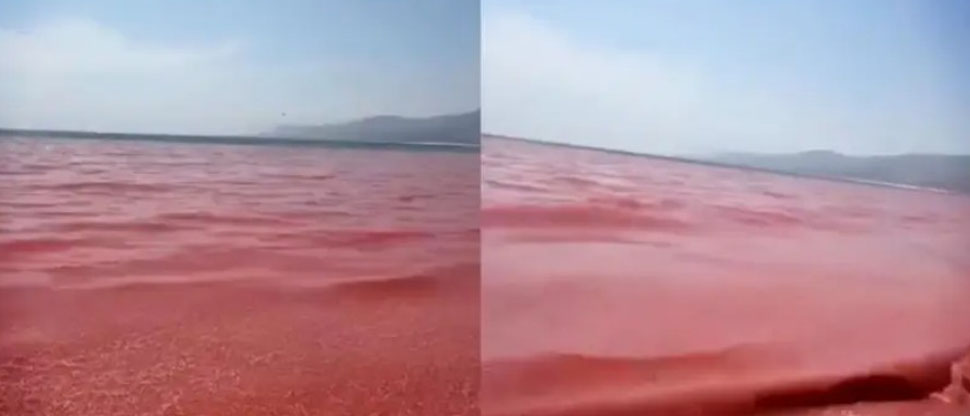 Irán: playa de Omán se tiñe de color rojo tras aparecer miles de camarones muertos