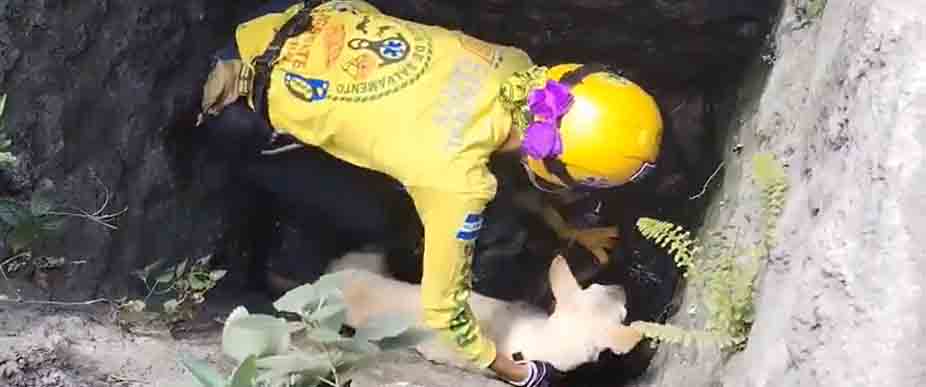 Rescatan a perrita que quedó atrapada tras caer en tragante