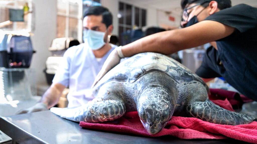 Rescatan dos tortugas marinas encontradas en mal estado en la Barra de Santiago, Ahuachapán