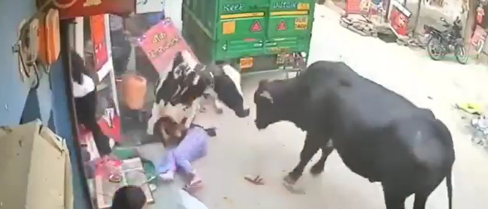 India: mujeres son arrolladas por dos vacas pleitistas