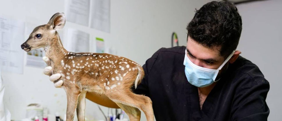 MARN brinda asistencia veterinaria a venado recién nacido
