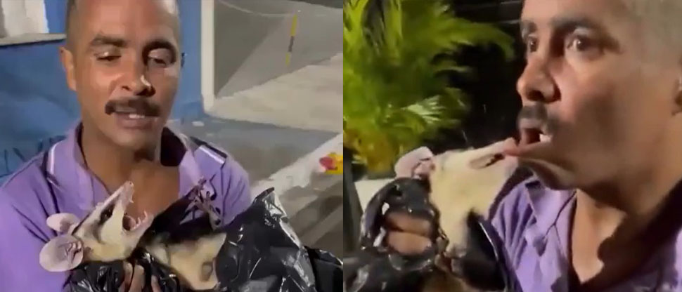 Hombre juega con zarigüeya y termina siendo mordido en su labio