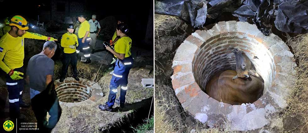 Rescatan a una vaca con equipo de rescate vertical y maquinaria pesada en Quezaltepeque
