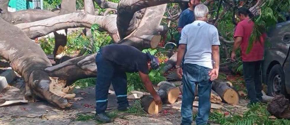 Mujer resulta lesionada tras la caída de un árbol en Sonsonate