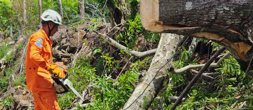 Remueven enorme árbol que obstruía paso peatonal y vehicular en Chalatenango
