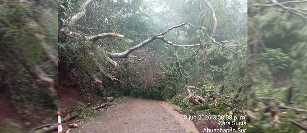 Remuevan enorme árbol que cayó sobre la calle que conduce a Cara Sucia