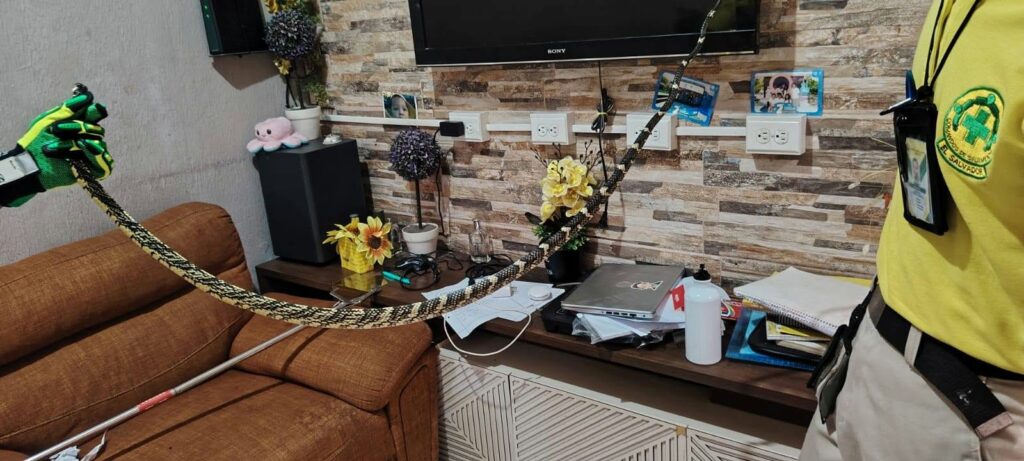 Familia se lleva un susto al encontrar una serpiente tigre en su vivienda en Nejapa