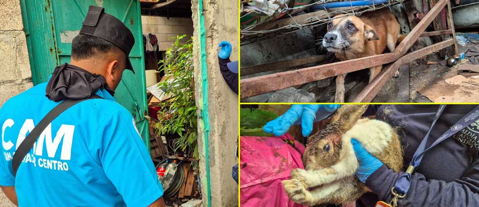 Rescatan a una coneja y a una perrita tras denunci