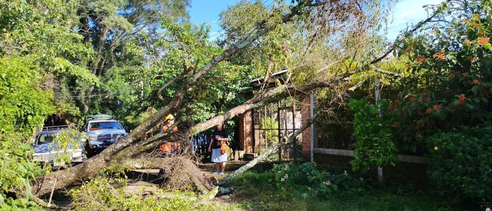 Autoridades auxilian a familia tras caer árbol sobre el muro perimetral de su vivienda
