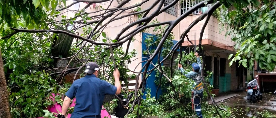 Personal municipal atiende emergencia de árbol caído por lluvias en Centro Urbano Lourdes