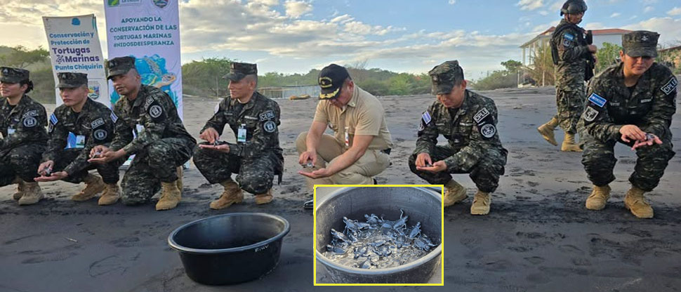 Fuerza Armada participa en liberación de tortugas como parte de esfuerzos de conservación