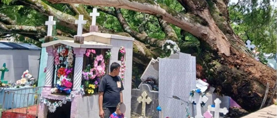 Árbol cae sobre tumbas y roba la tranquilidad de los que ya descansan eternamente