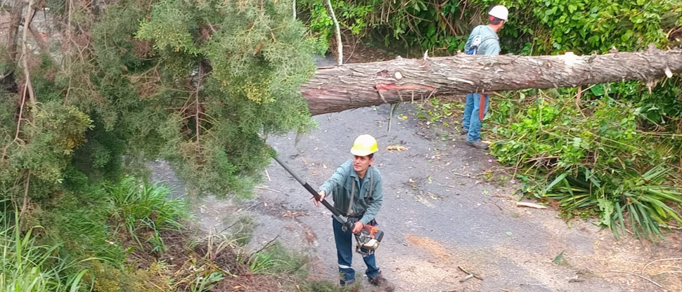 Retiran árbol que cayó y obstaculizó paso vehicular en Los Planes de Renderos