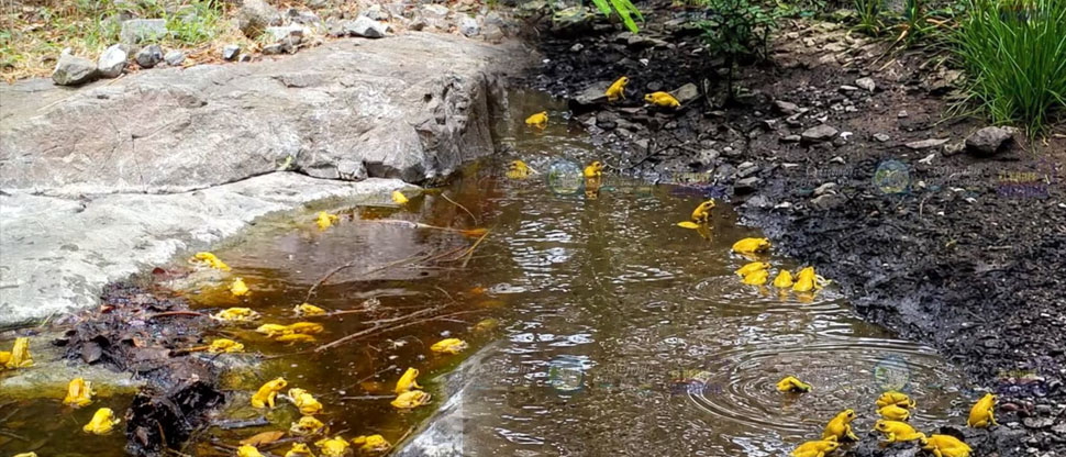 Sapos amarillos aparecen en una quebrada y sorprenden a pobladores