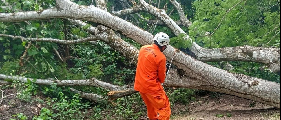 Bomberos retiran árbol de gran tamaño que cayó en 
