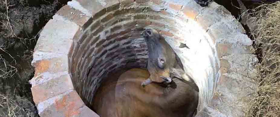 Rescatan a vaca que cayó en un pozo en Quezaltepeque