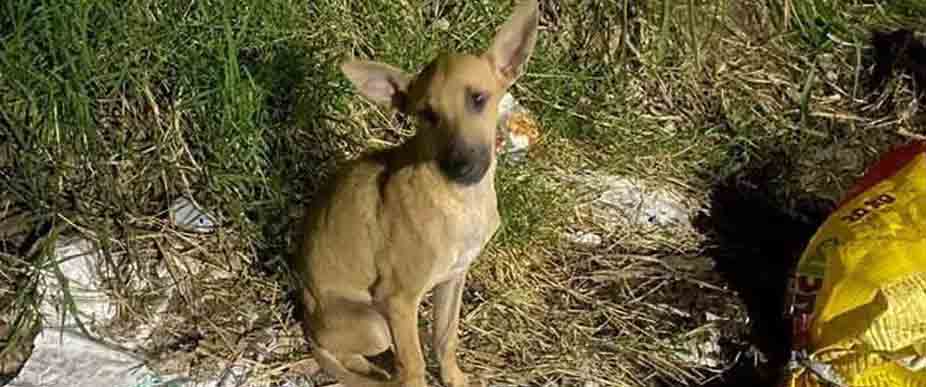 Abandonan a perrito en el interior de un saco y lo dejan en un basurero