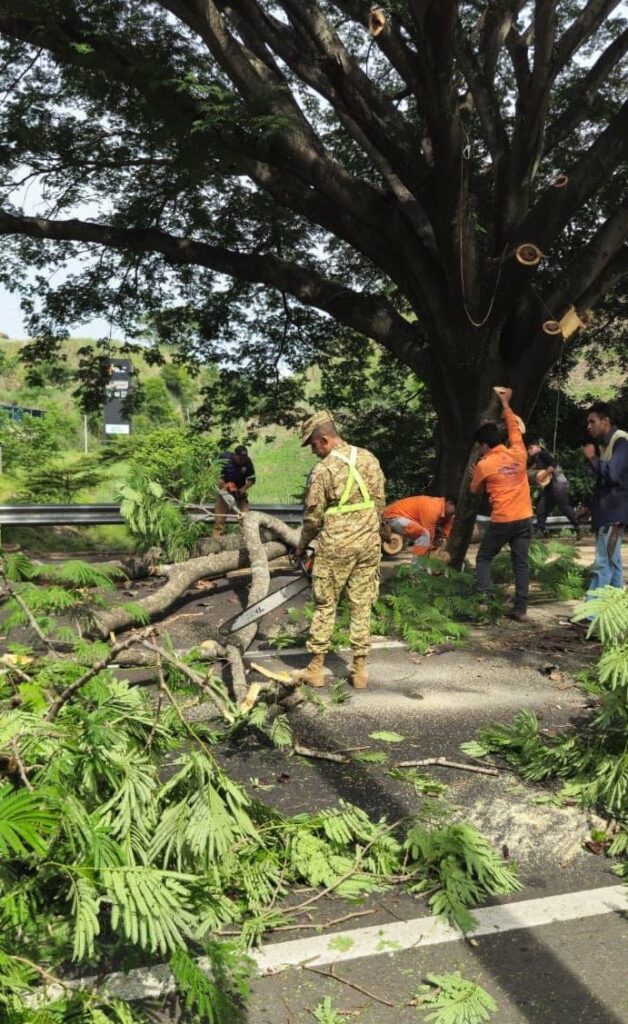 Retiran árbol de gran tamaño que cayó sobre la carretera en Santa Ana