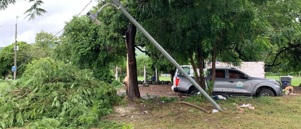Remueven árbol caído por las lluvias en Santa Ana