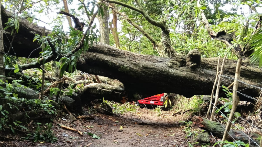 Ejecutan labores para remover árbol caído en San Cayetano, San Vicente