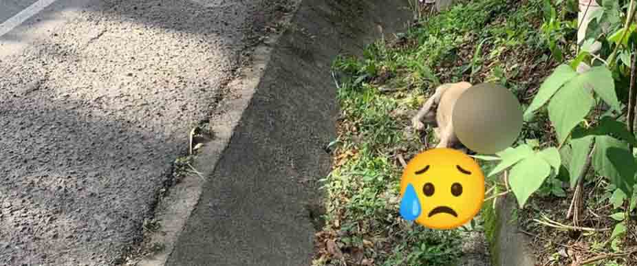 Conductor atropella a un perrito en carretera a Ilobasco