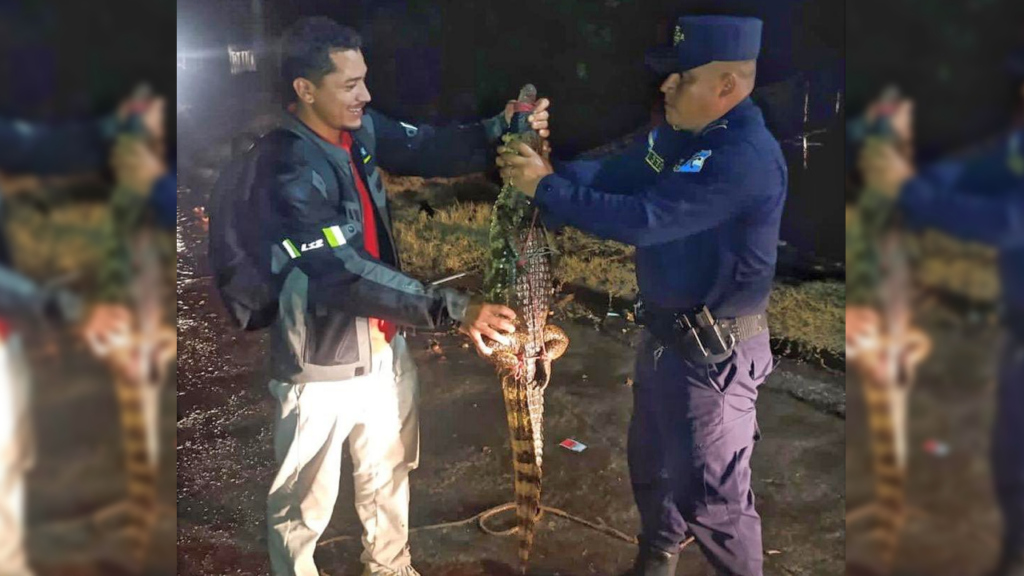 Entregan a la PNC cocodrilo que fue rescatado por lugareños de Opico en La Libertad