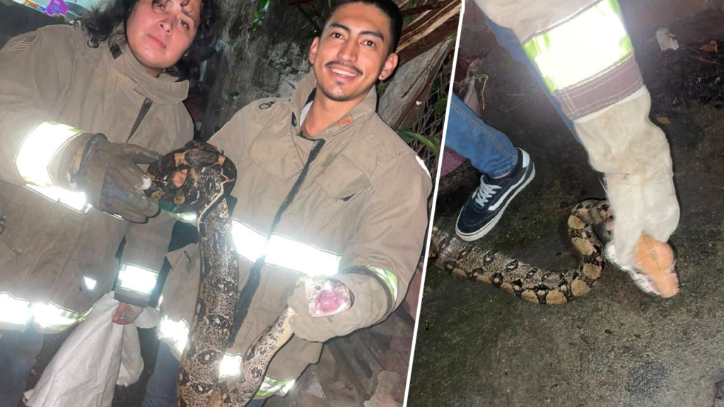 Atrapan a culebra que estaba a punto de tragarse un gatito en Colón