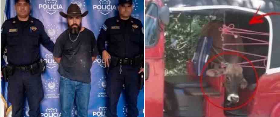 Arrestan a conductor de mototaxi por llevar una vaca y «arriesgarse»