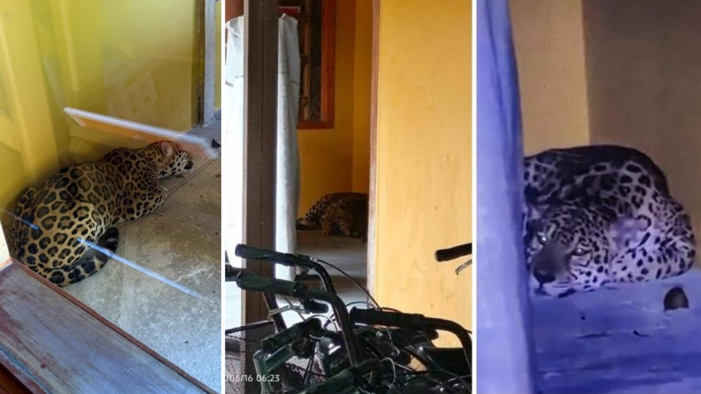 Colombia: encuentra un jaguar en plena siesta al interior de la Universidad Nacional