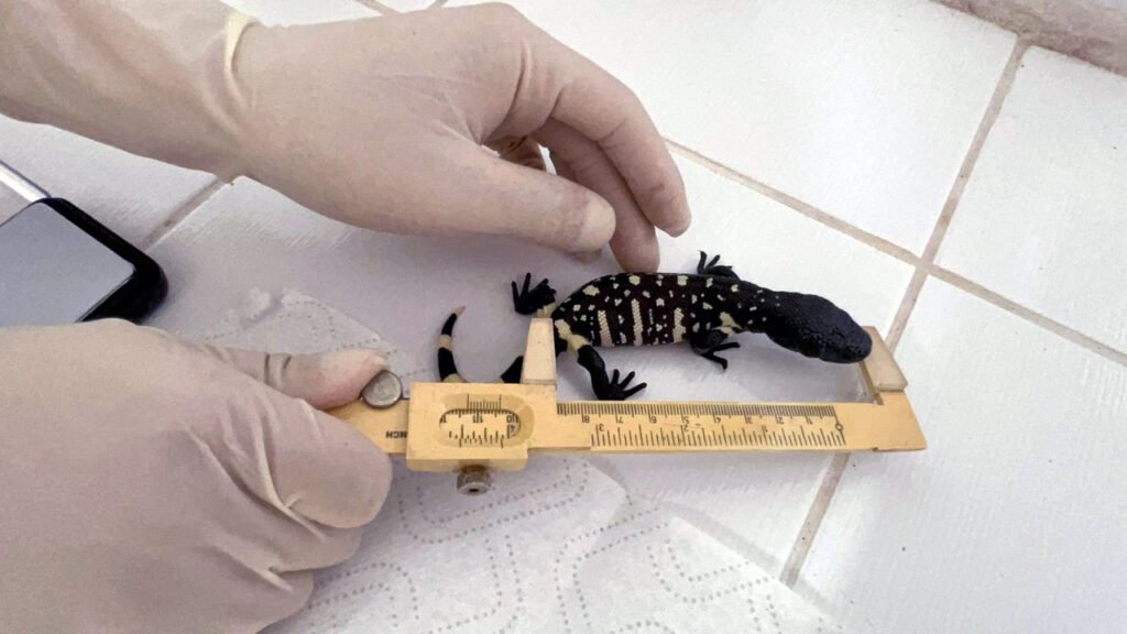 Guatemala: anuncian el nacimiento de lagartos escorpiones, especie en peligro de extinción