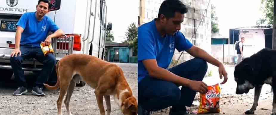 Microbusero de la ruta 38-D se viraliza por darles de comer a perritos callejeros